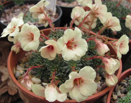 Saxifraga 'Jupiter'